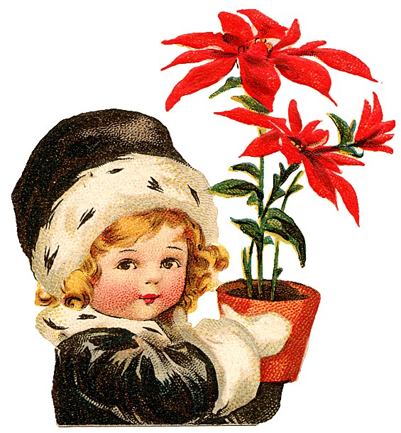 Poinsettia-christmas-vintage-clipart3